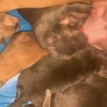 Xl American Bully in Phenix City, Alabama