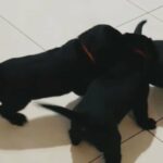 Labrador Puppies in South Miami, Florida