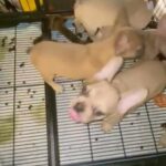3 Male Frenchies French Bulldogs Forgot rehome in Cypress, California