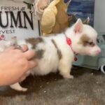 American Corgi in Warrensburg, Missouri