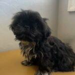 Adorable Shih Tzu Puppy - Spirit in Napa, California