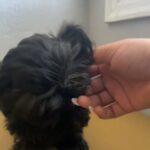 Adorable Shih Tzu Puppy - Diamond in Napa, California