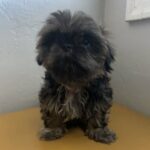 Adorable Shih Tzu Puppy - Kai in Napa, California