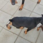9 week doberman puppies in Arizona City, Arizona