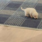 Fluffy 8 week old male ACD in Arizona City, Arizona