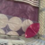 Jack Russell pups in Arizona City, Arizona