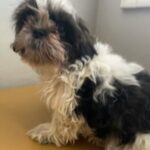 Adorable Shih Tzu Puppy - Solar in Napa, California
