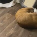 Orange 6 Month Male Tabby in Las Vegas, Nevada