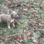 UKC Reg Am. Pit Bull Terrier Pups in Portage, Michigan