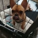 French Bulldog in El Paso, Texas