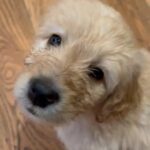 Goldendoodle Puppies in Jackson, Michigan