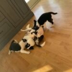 Pomsky Puppies - 2 Left!! in Ormond Beach, Florida