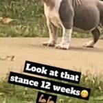 4. Month Old Micro Bully Registered With #ABR paperwork On Hand. in Marshall, Texas