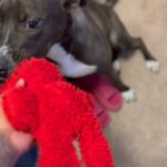 Rehoming Chloe in Snellville, Georgia