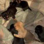 Chorkie Puppies in Midland, Texas