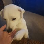 lab samoyed in Gulfport, Mississippi