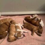 Irish Doodle Puppies in Phoenix, Arizona