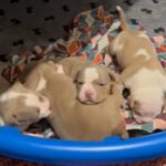 American Bully in San Antonio, Texas