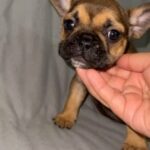 Frenchie in Bakersfield, California