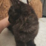 kitten for sale in Monroe, New Jersey