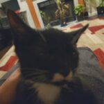 born September 21 black and white bombay kitten in Monroe, New Jersey