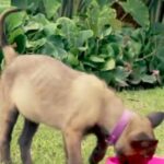 Belgian Malinois SERVICE DOGS in San Francisco, California