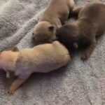 AKC French Bulldogs in Stockbridge, Georgia