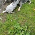 Blue Heeler Puppies in Seattle, Washington