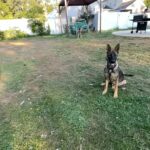 German shepherd for sale in Arizona City, Arizona