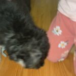 German Shepherd/Husky mix in Arizona City, Arizona