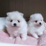 Cute Pomeranian puppies in Washington, District of Columbia