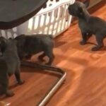 1 boy left blue/lilac French bull dog puppy that carry Isabella Merle in Kingston, Pennsylvania