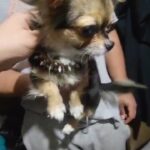 $1500 or installments  teacup girl longhair purebred chihuahuas Brooklyn n.y in New York City, New York