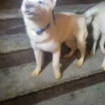 4month old huskys boy or girl $900 or installments brooklyn n.y in New York City, New York