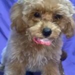 Dolly Korean Teacup Maltipoo in New York City, New York