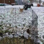 Merle Labradoodle puppies in Salt Lake City, Utah