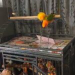 Bonded Sun Conure Sisters in Santa Rosa, California