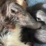 Newborn Kittens For Sale in Merrillville, Indiana