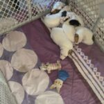 Jack Russell pups in Arizona City, Arizona