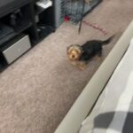 4 Month Female Yorkie in Minneapolis, Minnesota