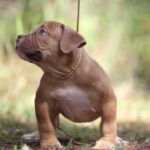american bully (micro) in Jacksonville, Florida