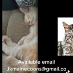 Maine Coon Kitten in Georgetown, Michigan