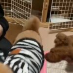 Toy Poodle Puppies For Adoption And Rehoming in El Paso, Texas