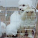 Bichon Frise puppies in Brooklyn, New York