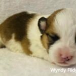 Female CKC Corgi, in Columbus, Ohio
