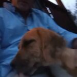 puppy 4 sale in Zachary, Louisiana