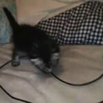 Female Kitten in Los Angeles, California