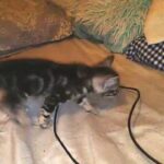 Female Kitten in Los Angeles, California