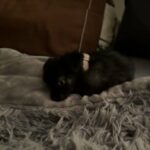 Cute fluffy puppy in Sacramento, California