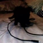 Male Kitten in Los Angeles, California
